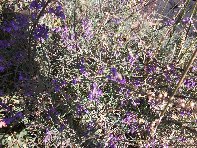 Schiena_dell_Asino - 20100912 049.jpg